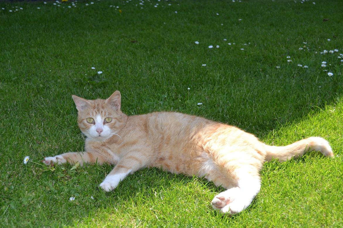 Blanding af racer Garfield billede 5