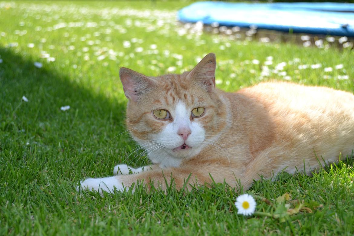 Blanding af racer Garfield billede 6