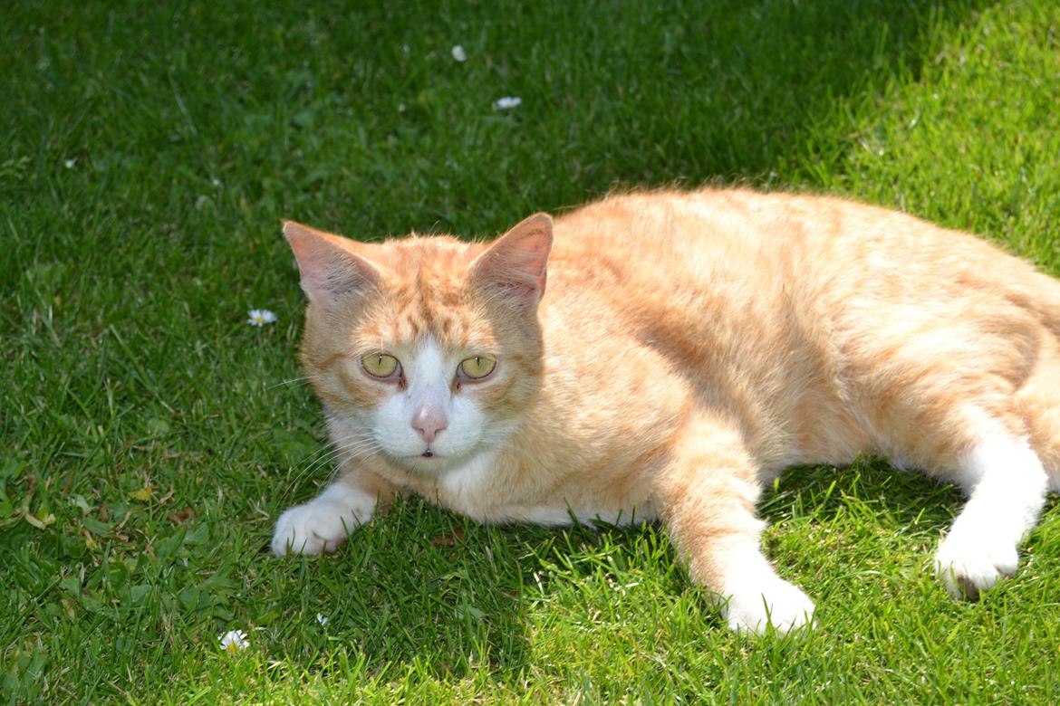 Blanding af racer Garfield billede 7