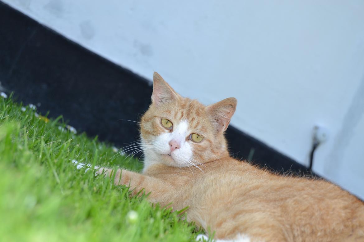 Blanding af racer Garfield billede 8