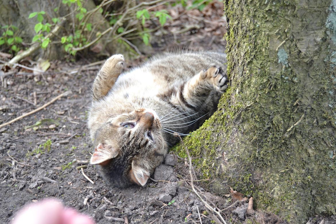 Blanding af racer Nala billede 1