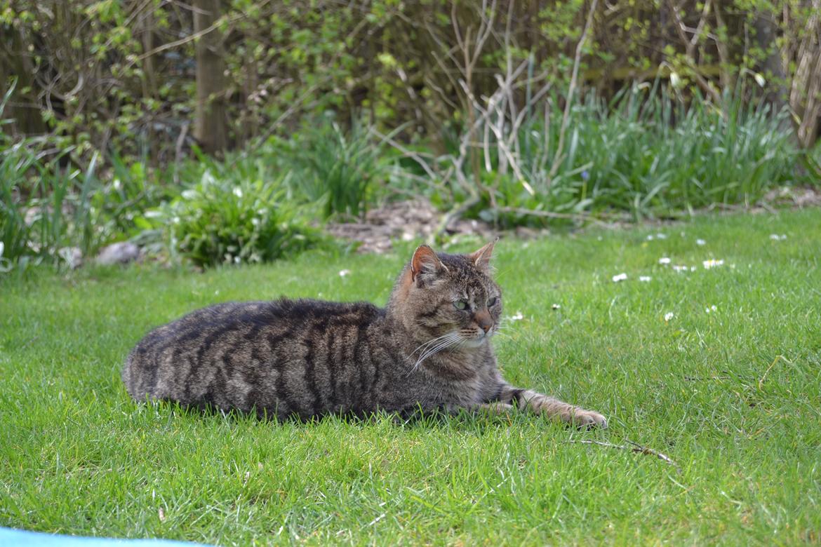 Blanding af racer Nala billede 2