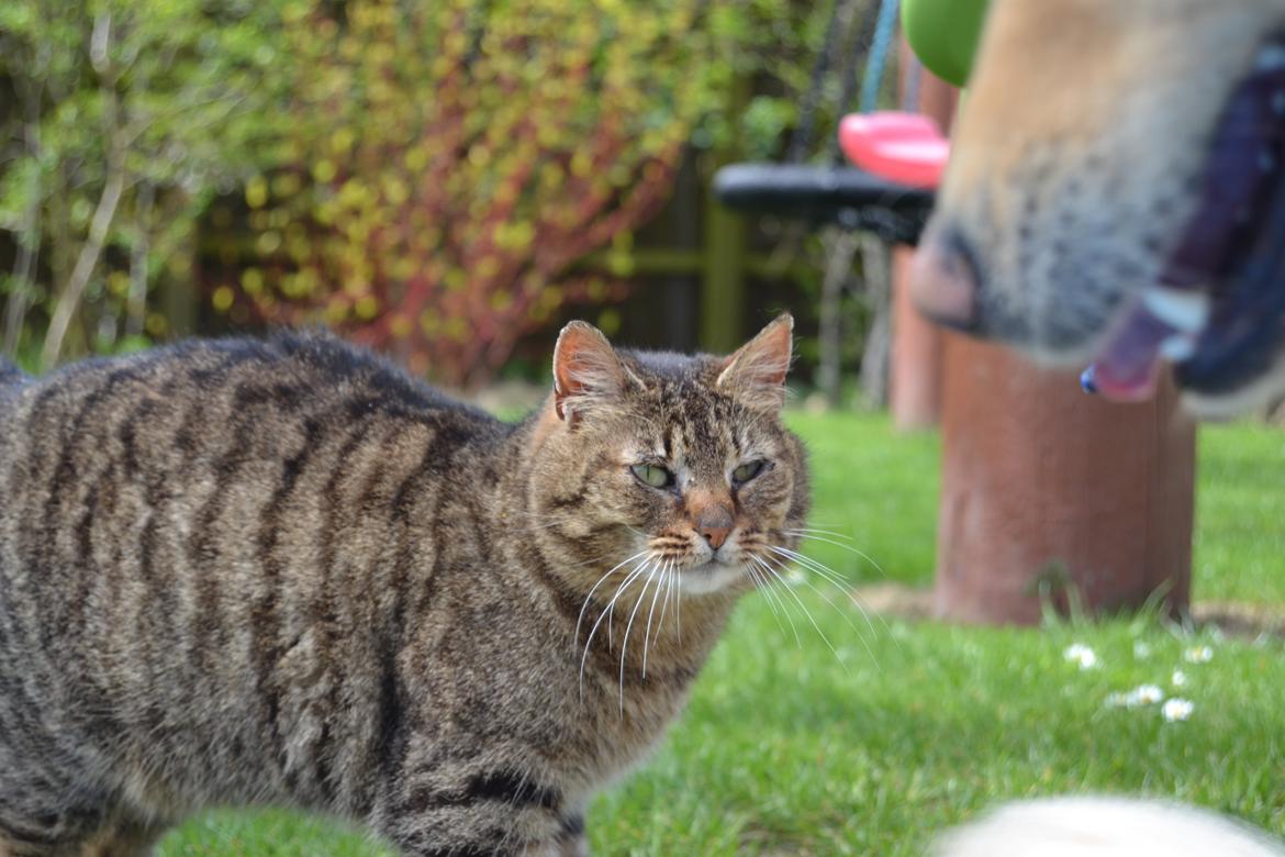 Blanding af racer Nala billede 3