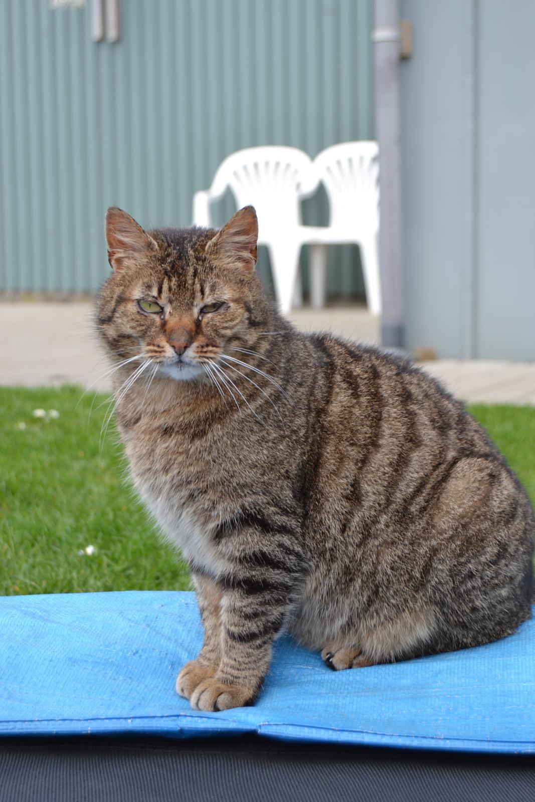 Blanding af racer Nala billede 4