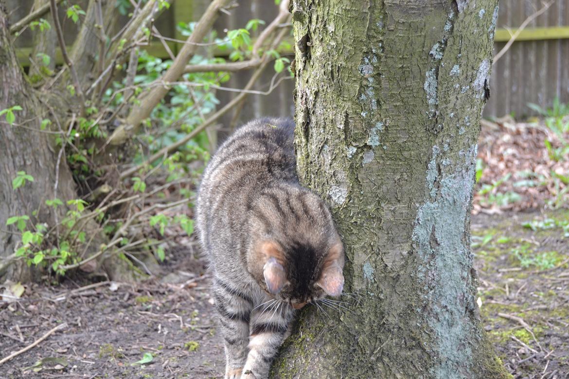 Blanding af racer Nala billede 5