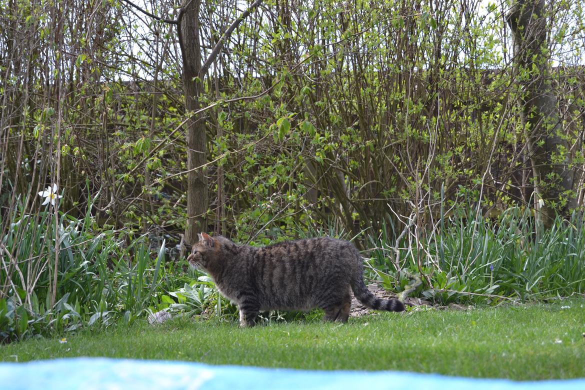 Blanding af racer Nala billede 6