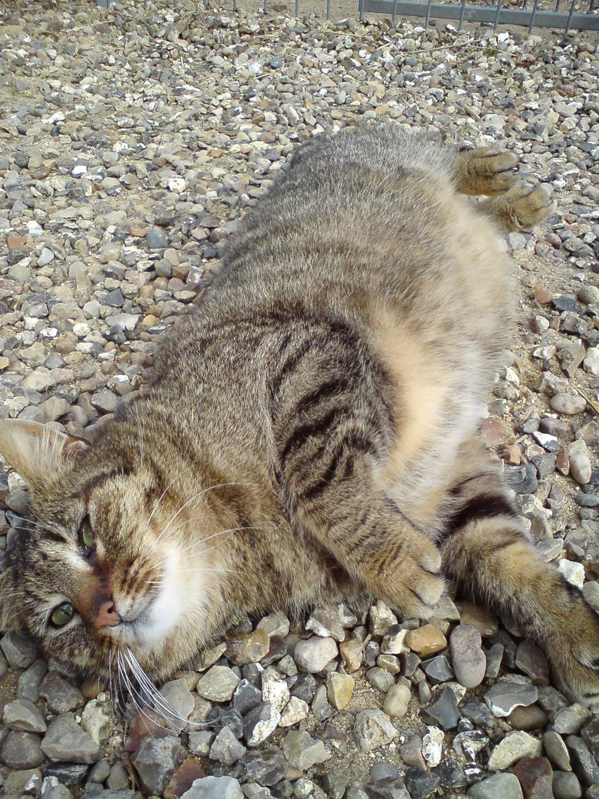 Blanding af racer Nala billede 7