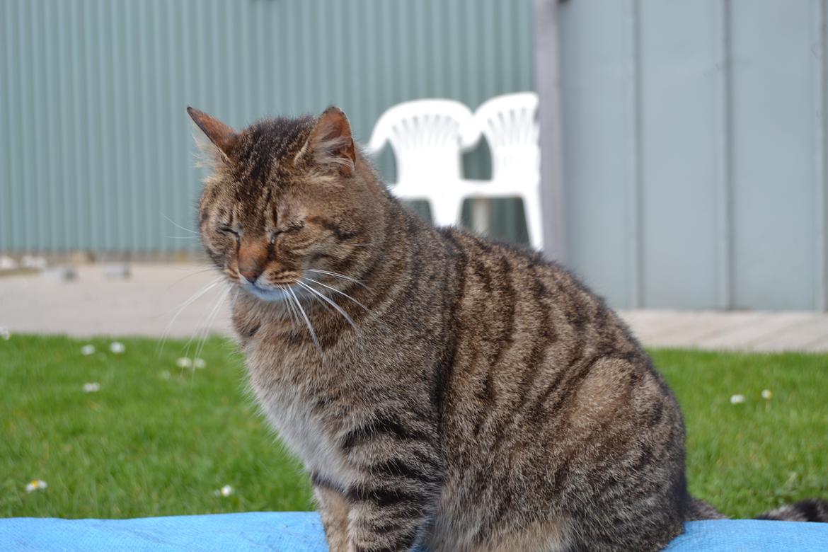 Blanding af racer Nala billede 8