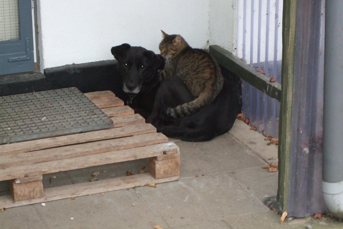 Blanding af racer Nala billede 9