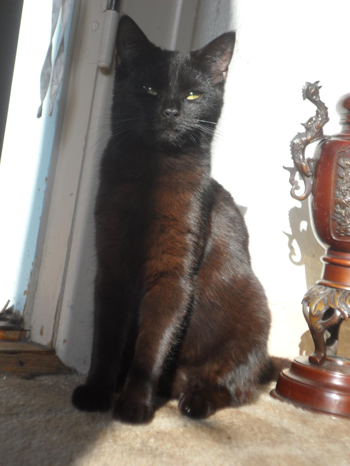 Huskat Nymphe R.I.P - Min lille skat! <3 billede 2