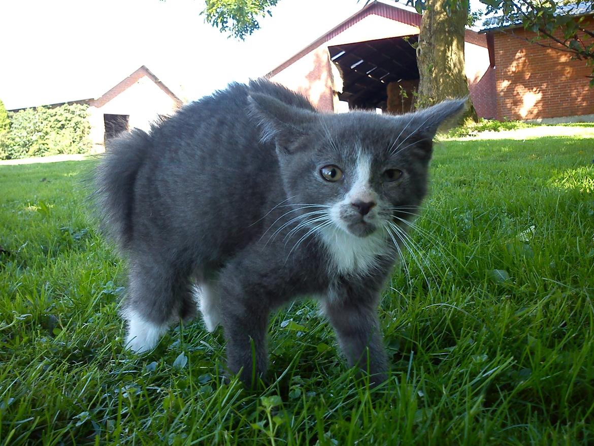Huskat Traktor VÆK billede 1