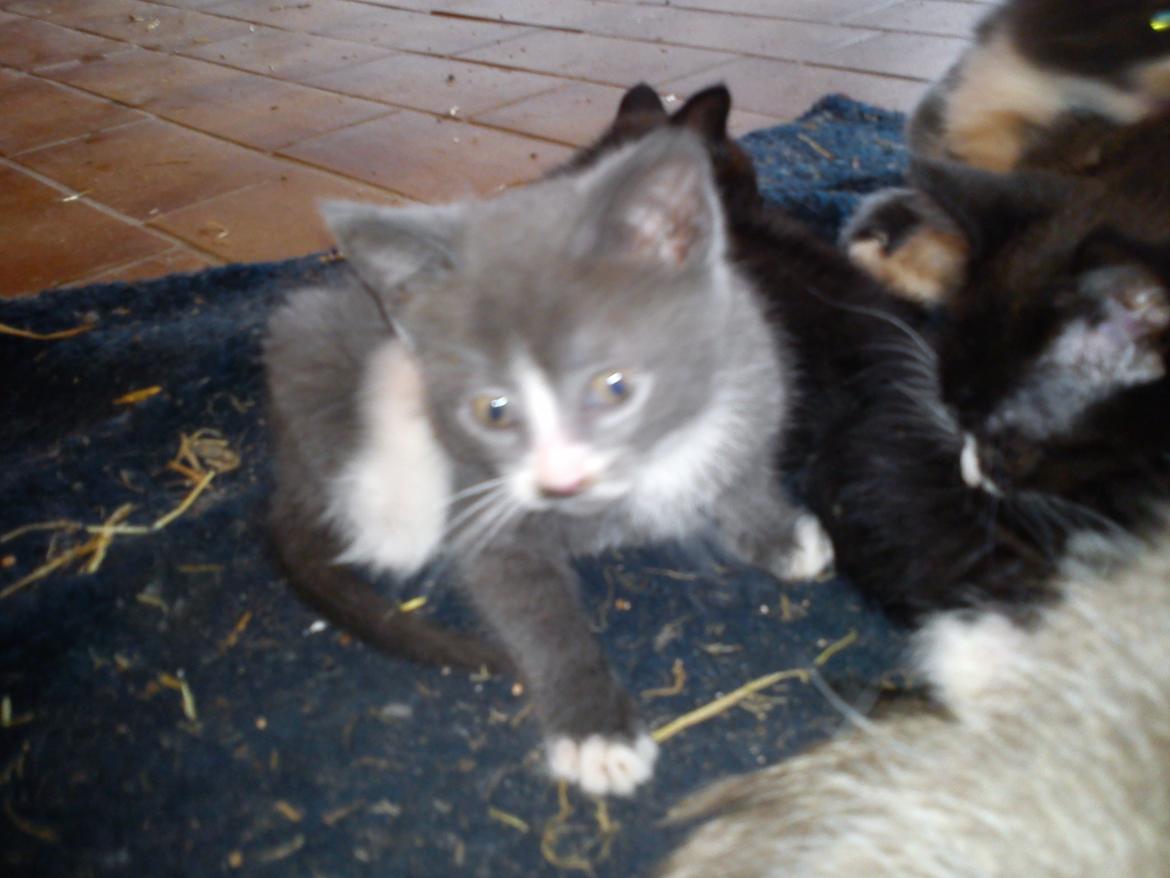 Huskat Traktor VÆK billede 3