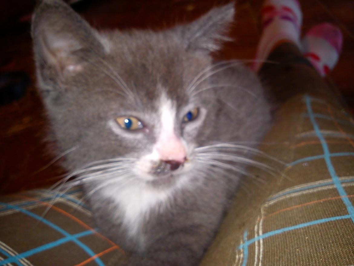 Huskat Traktor VÆK billede 4