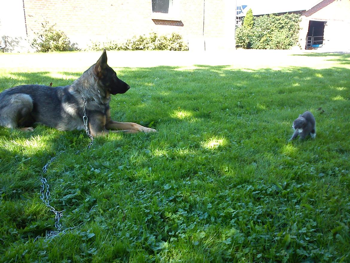 Huskat Traktor VÆK billede 5