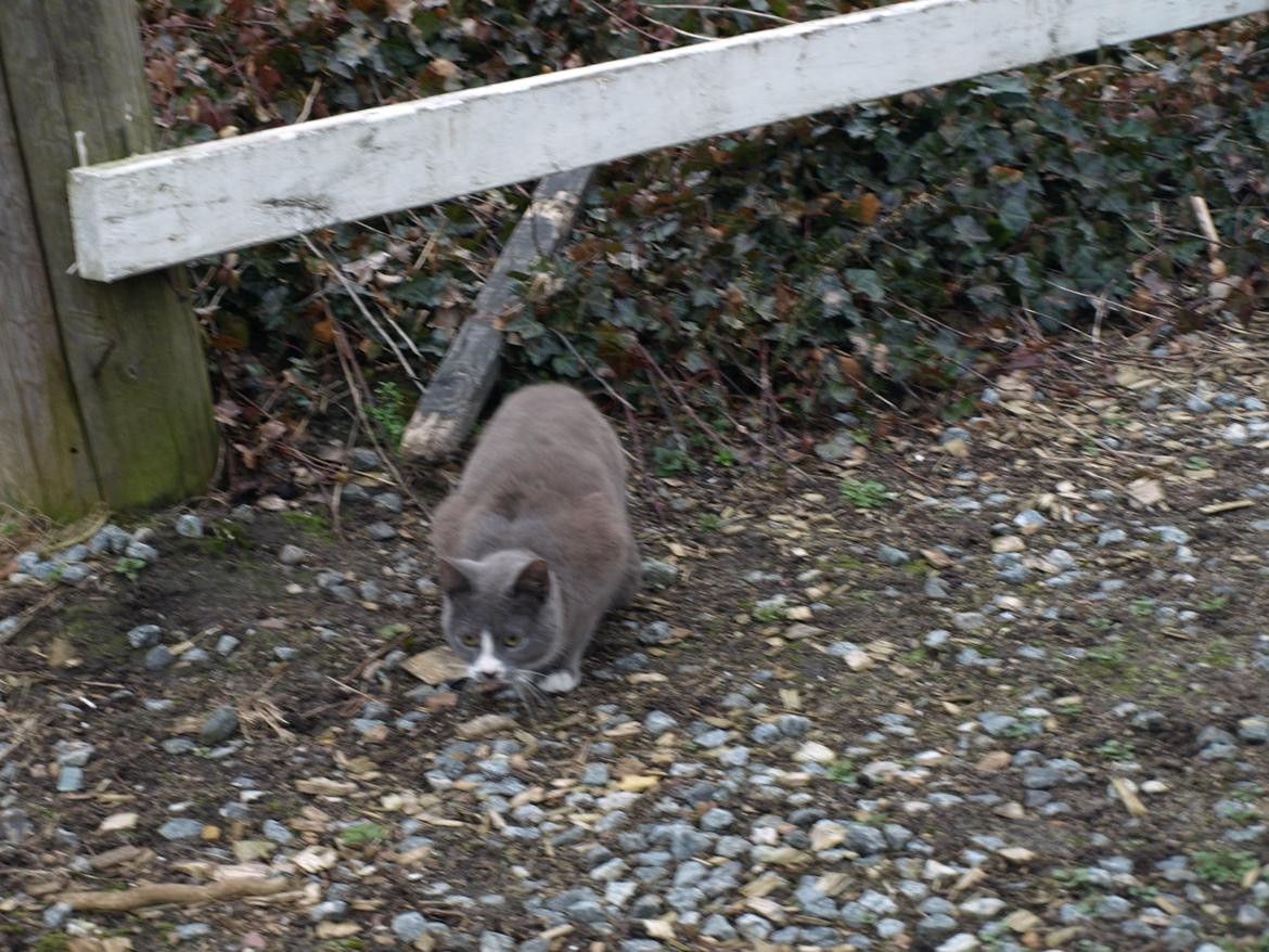 Huskat Traktor VÆK billede 6