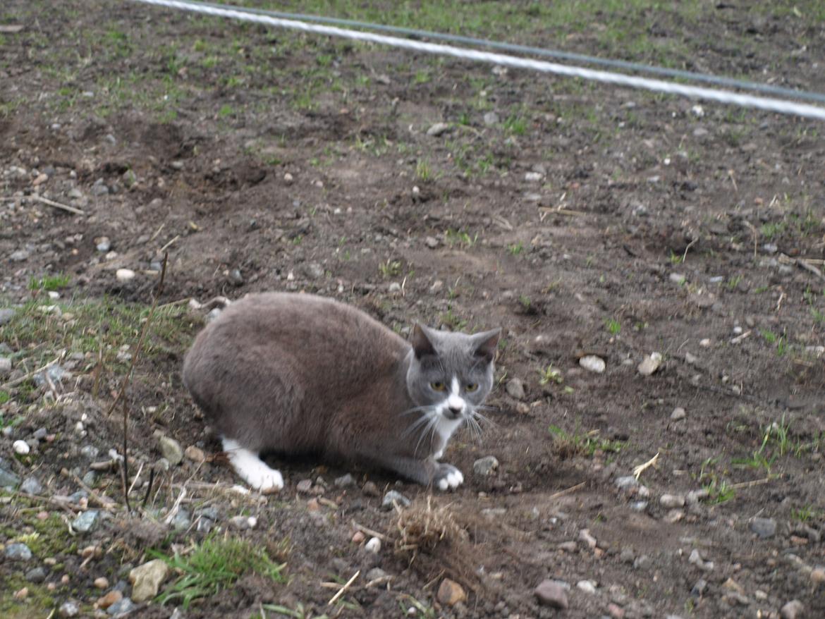 Huskat Traktor VÆK billede 7