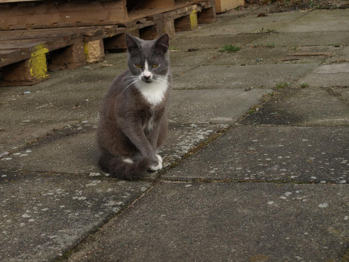 Huskat Traktor VÆK billede 8