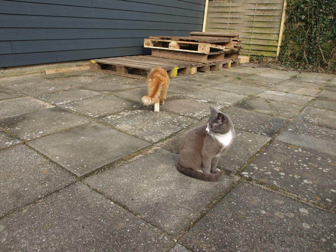 Huskat Traktor VÆK billede 9