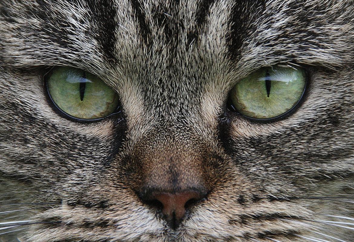 Blanding af racer Mærkli billede 1