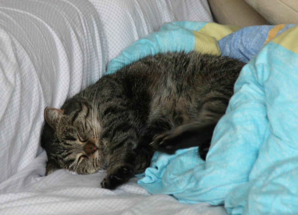 Blanding af racer Mærkli billede 2