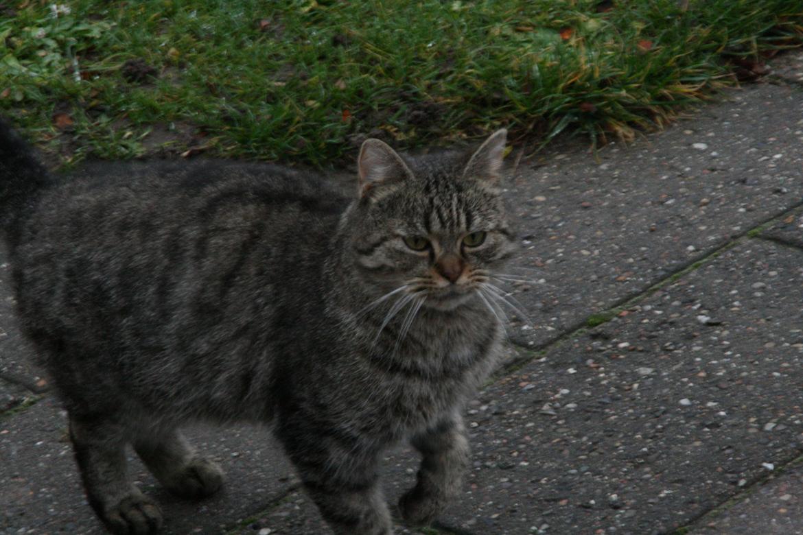 Blanding af racer Mærkli billede 3