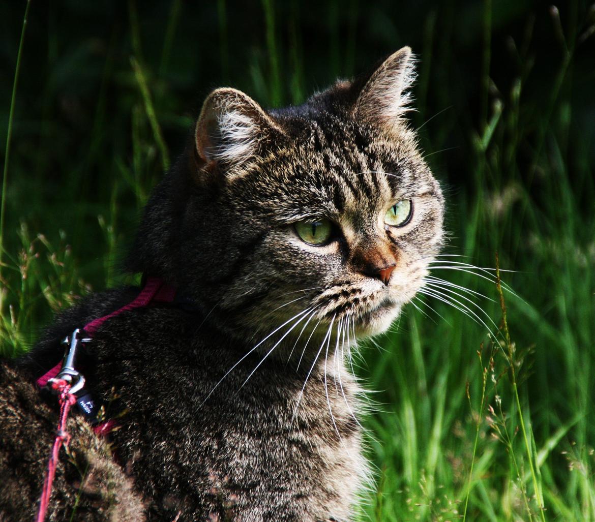Blanding af racer Mærkli billede 4