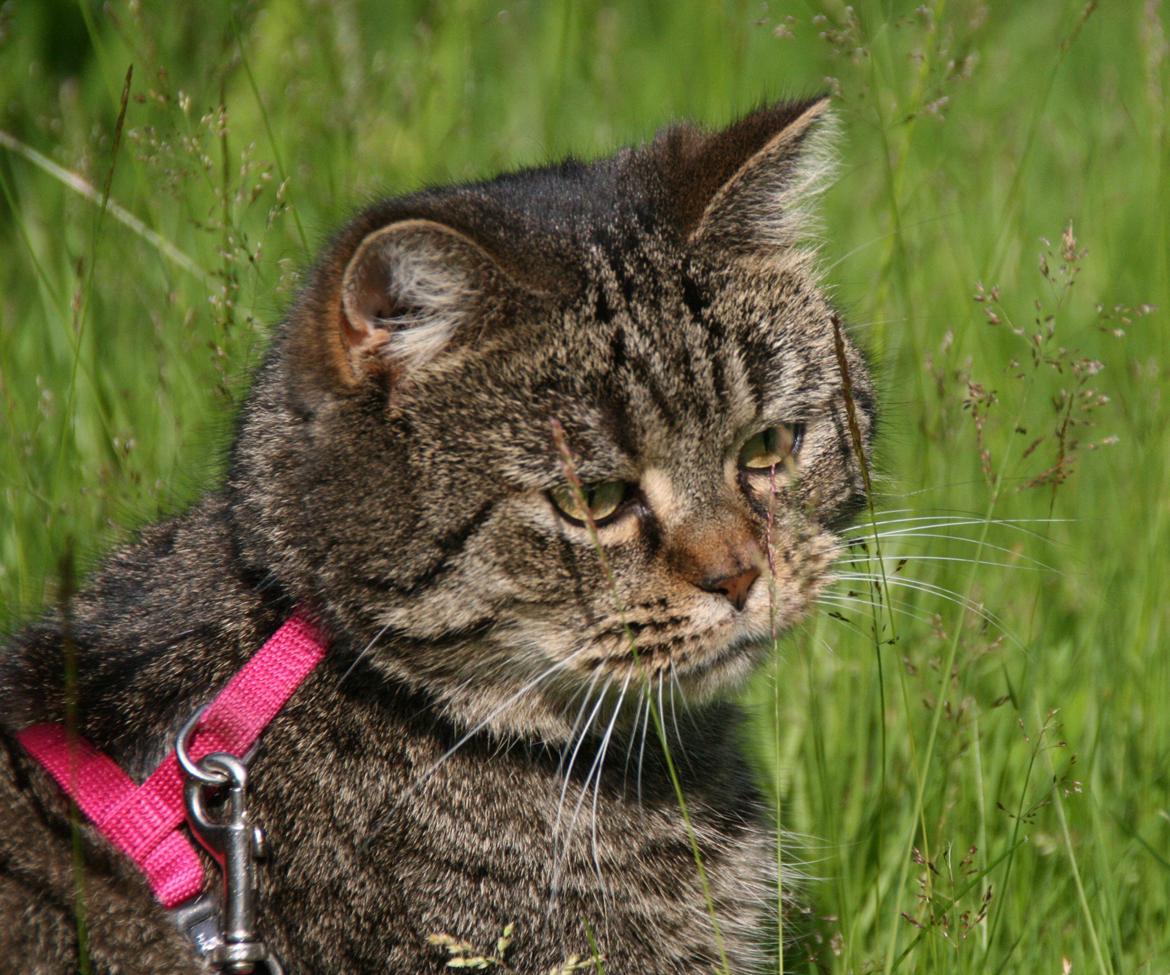 Blanding af racer Mærkli billede 5