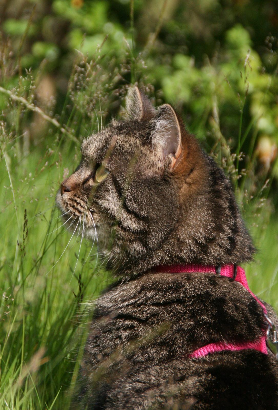 Blanding af racer Mærkli billede 6