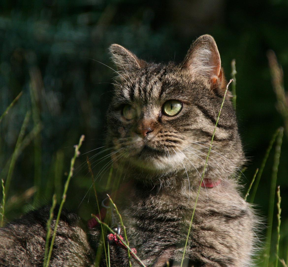Blanding af racer Mærkli billede 7
