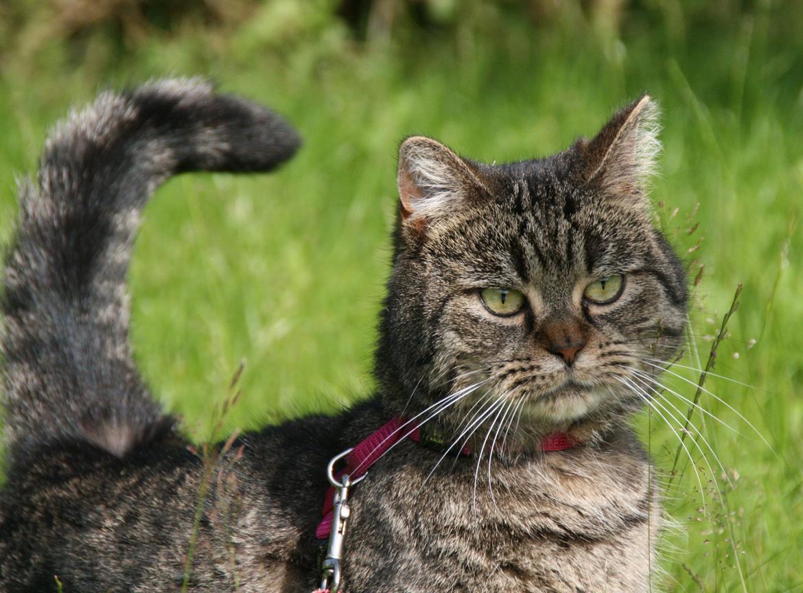 Blanding af racer Mærkli billede 8