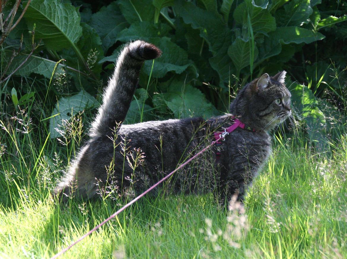 Blanding af racer Mærkli billede 9