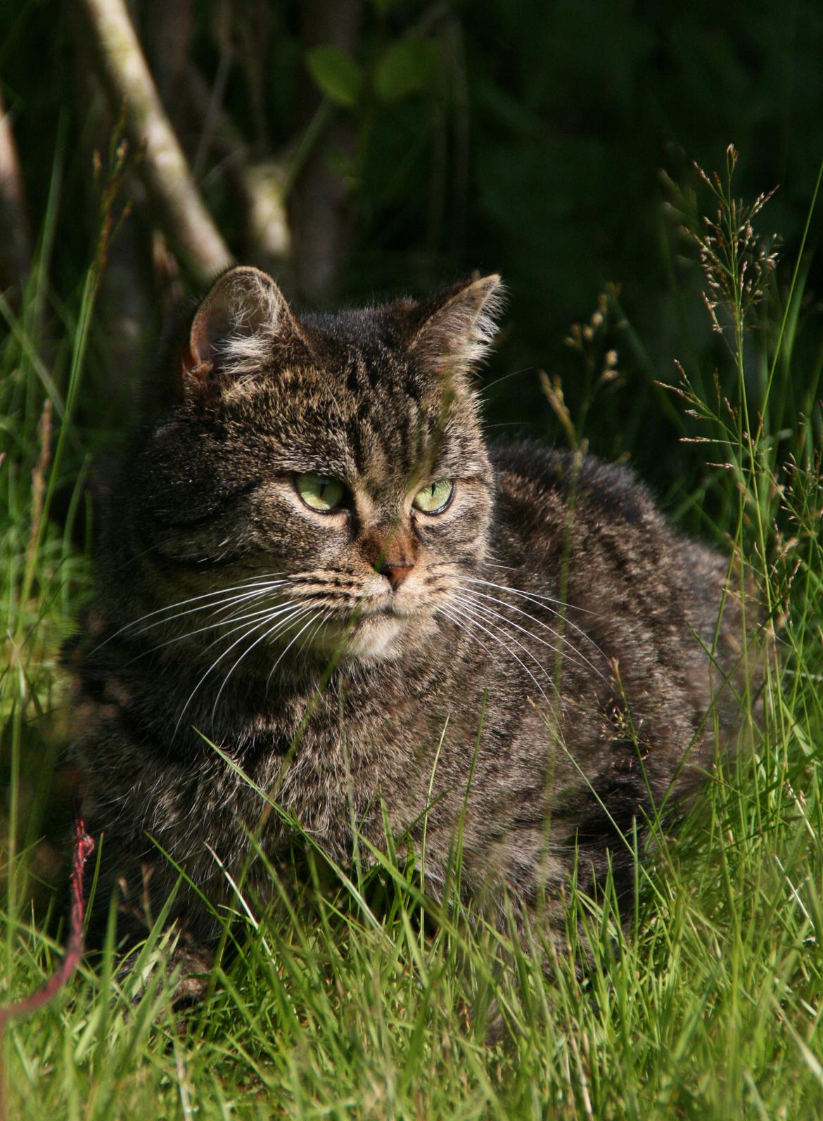 Blanding af racer Mærkli billede 10