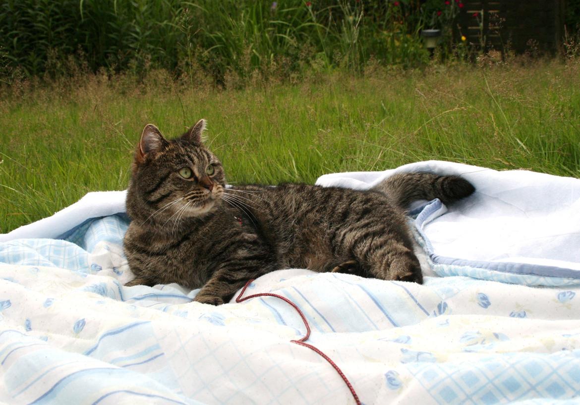 Blanding af racer Mærkli billede 11