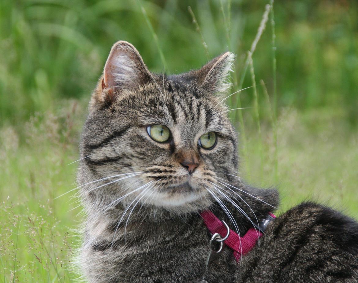 Blanding af racer Mærkli billede 12
