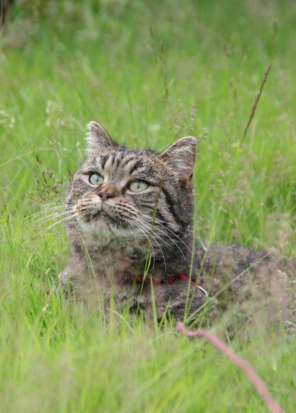 Blanding af racer Mærkli billede 13