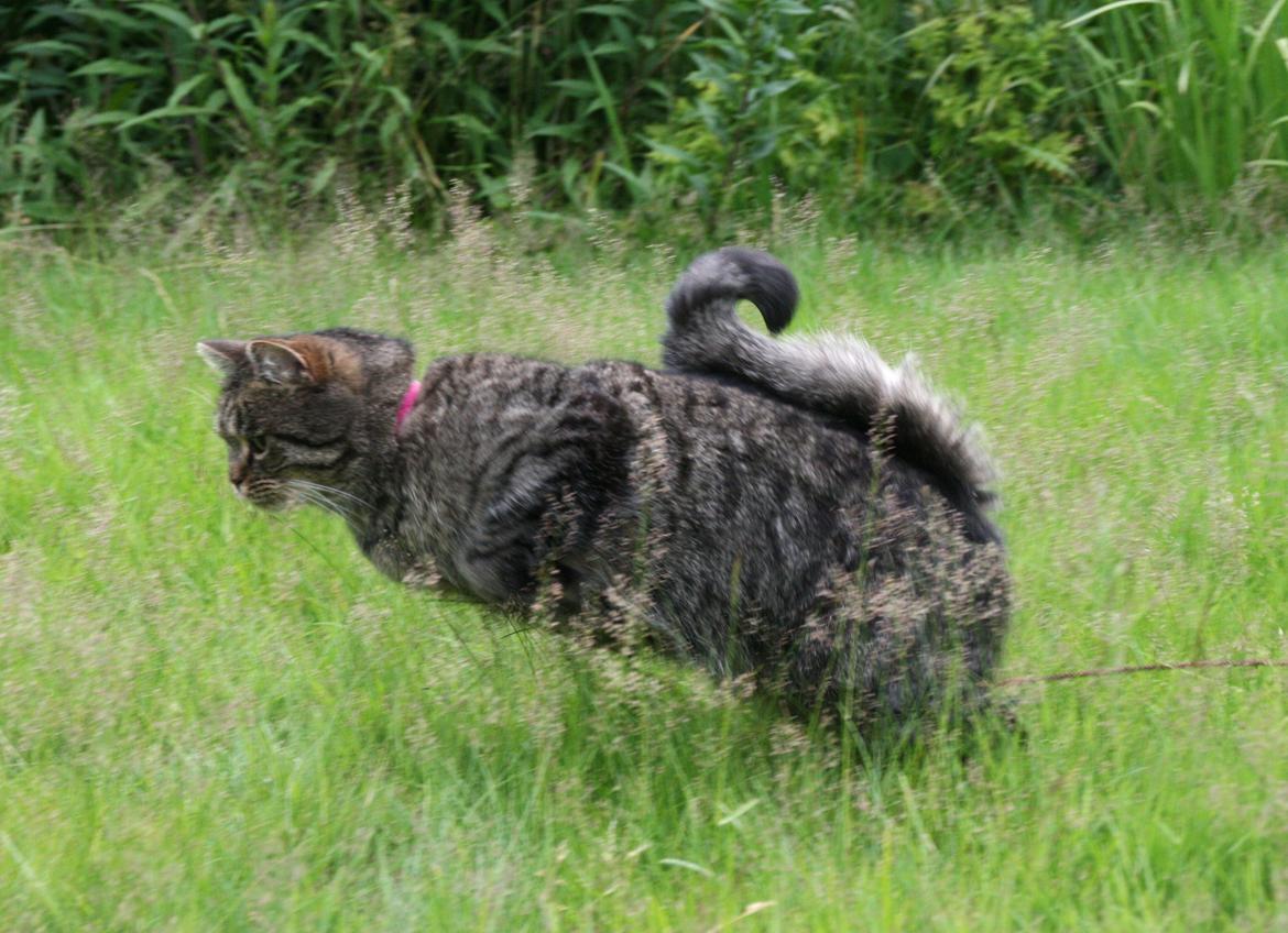 Blanding af racer Mærkli billede 14