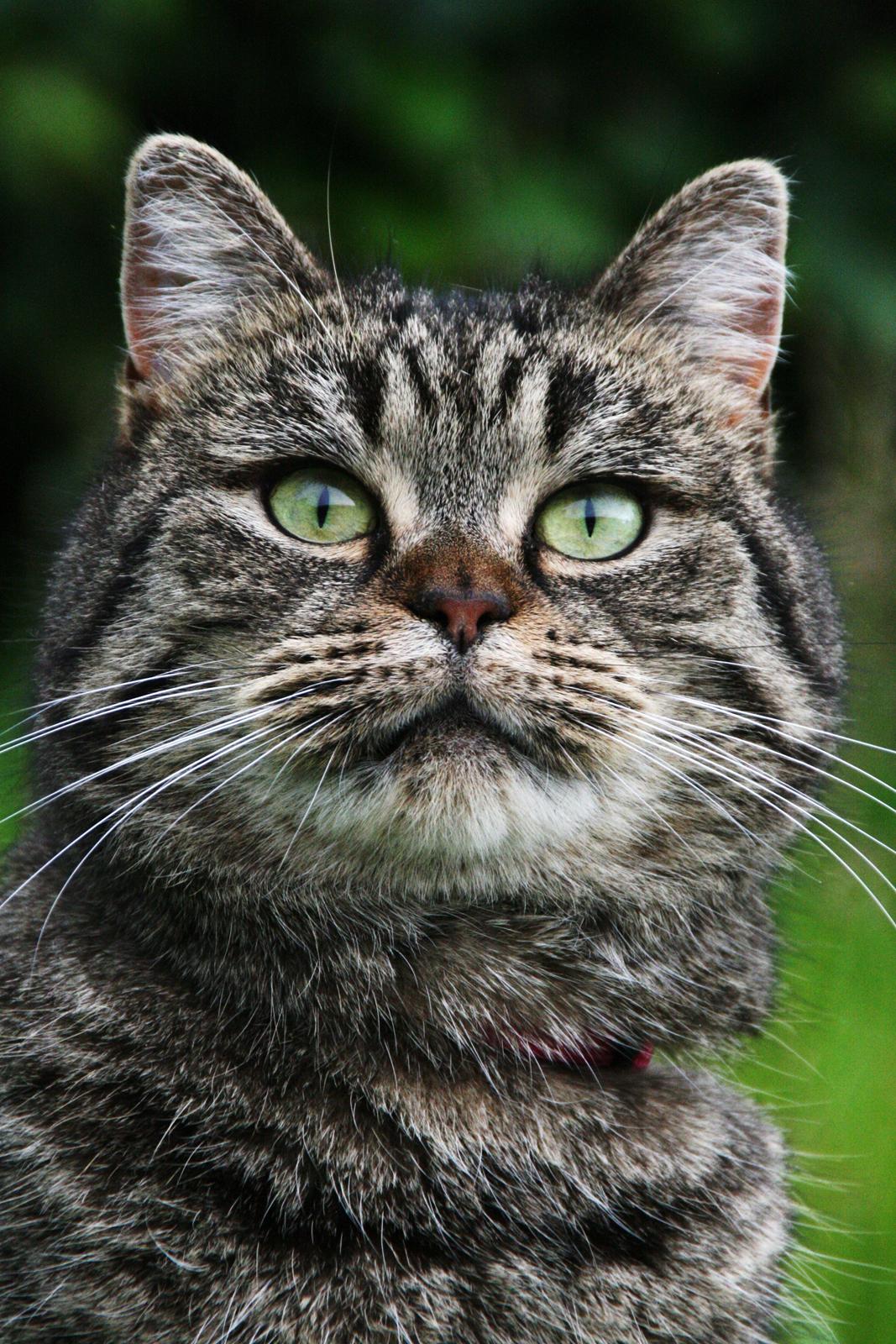 Blanding af racer Mærkli billede 16