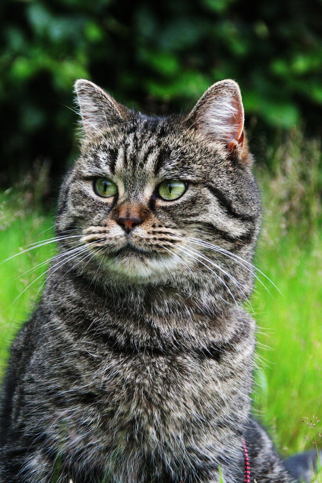 Blanding af racer Mærkli billede 17