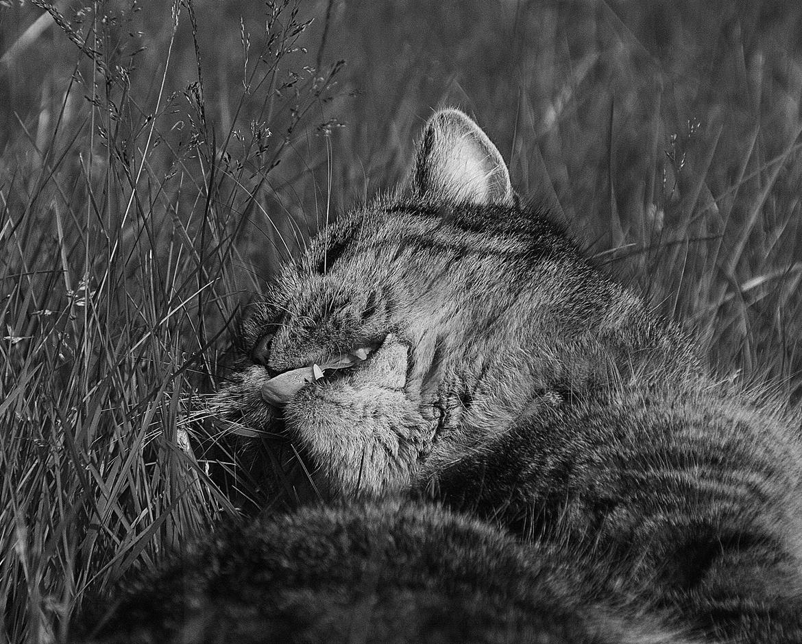 Blanding af racer Mærkli billede 18
