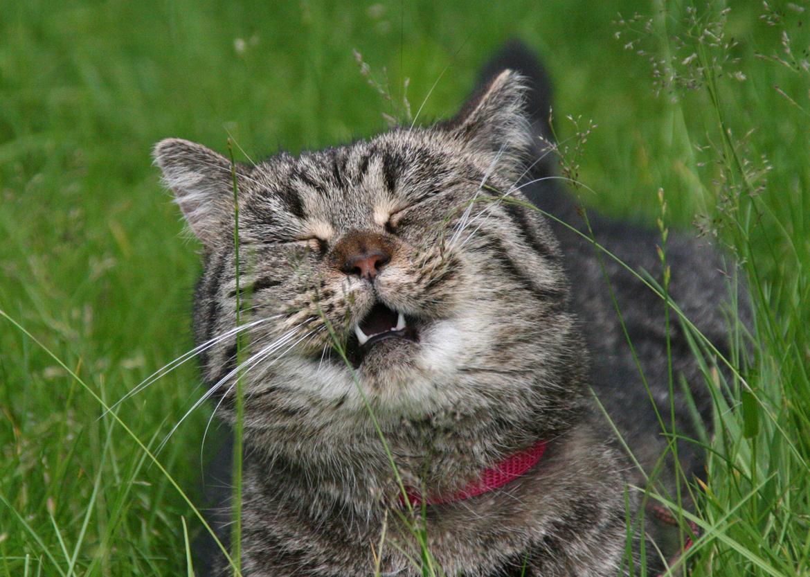 Blanding af racer Mærkli billede 19