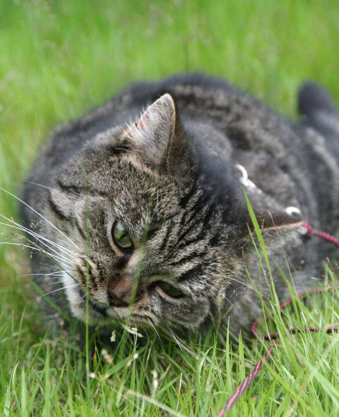 Blanding af racer Mærkli billede 20