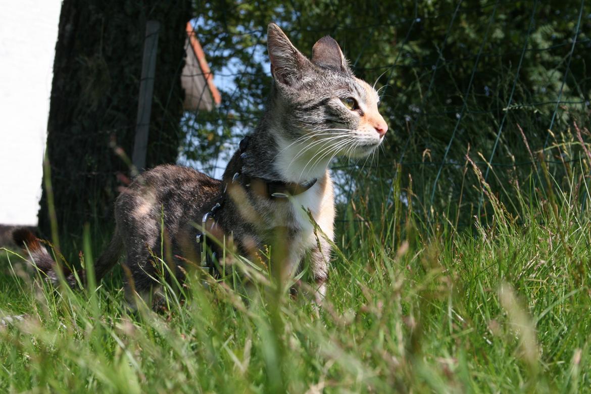 Huskat Cola billede 17