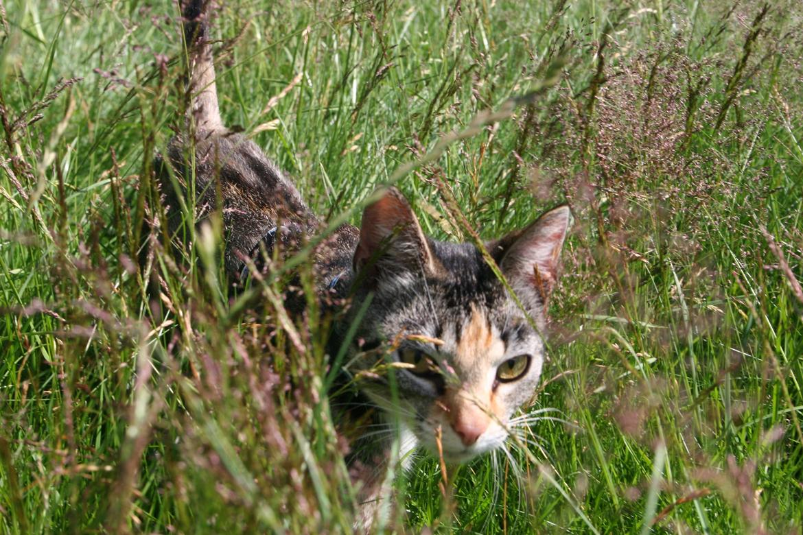 Huskat Cola billede 16