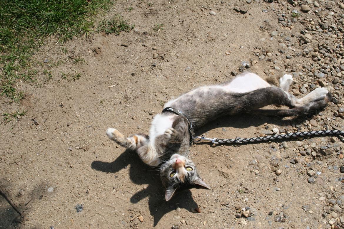 Huskat Cola billede 15