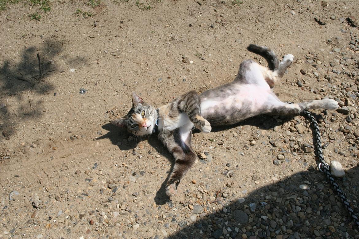 Huskat Cola billede 14