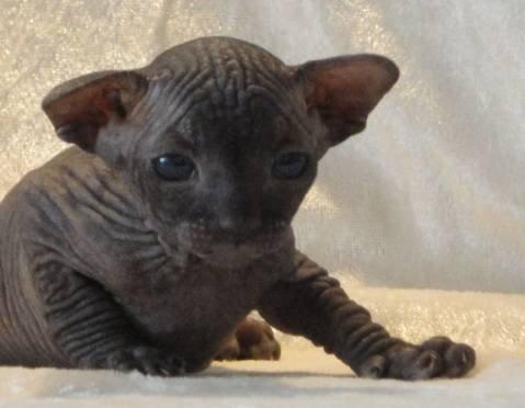 Sphynx Siff billede 5