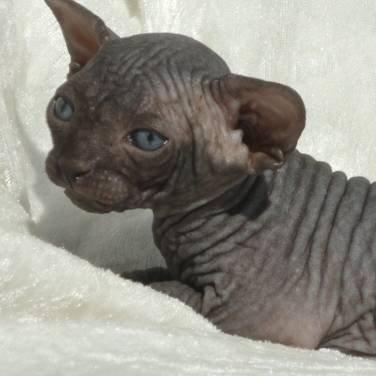 Sphynx Siff billede 6