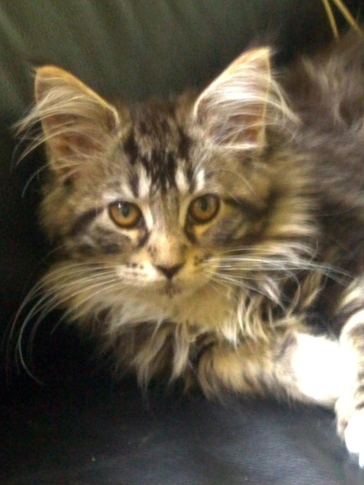 Maine Coon Duchess billede 1