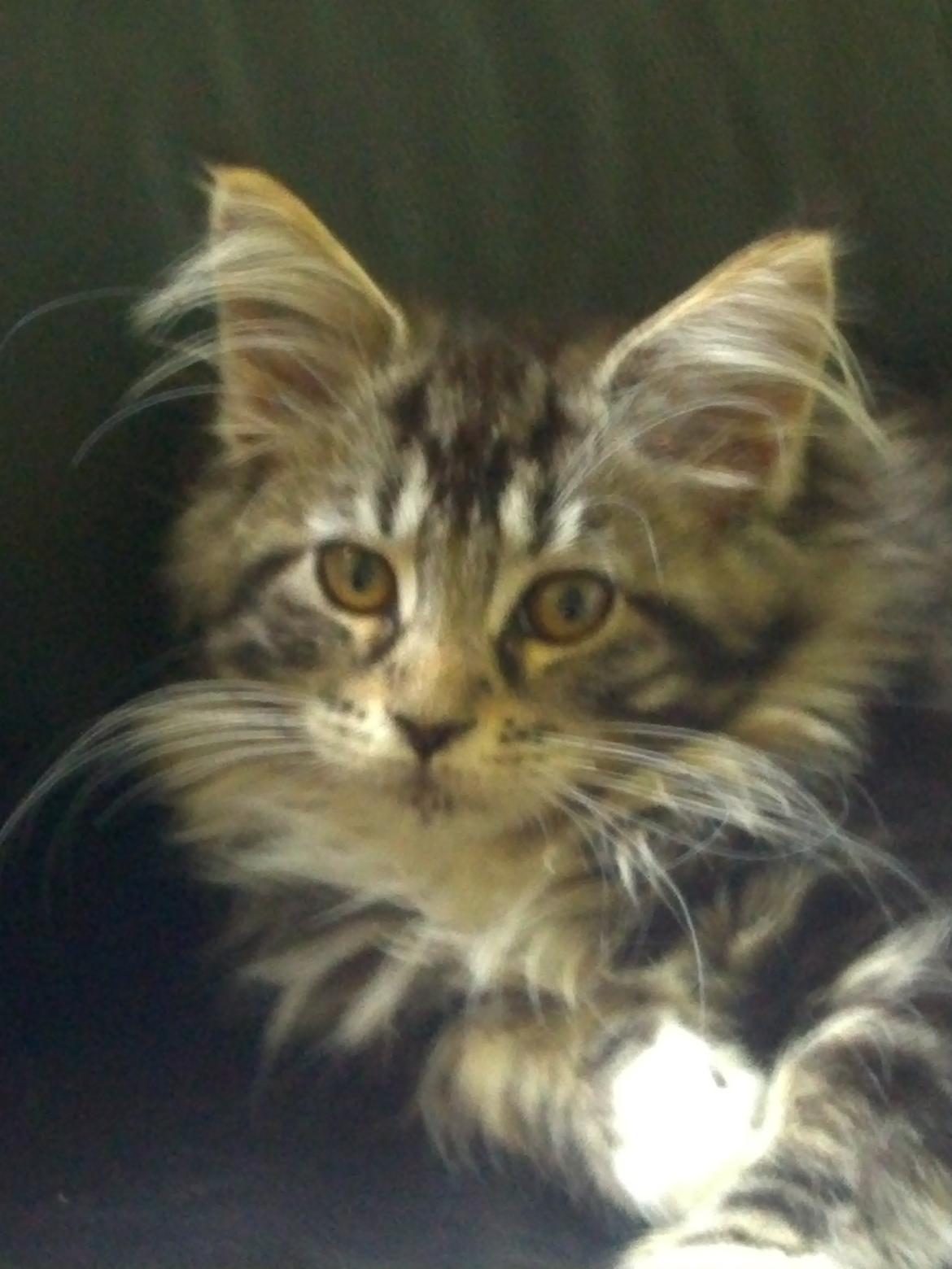 Maine Coon Duchess billede 2