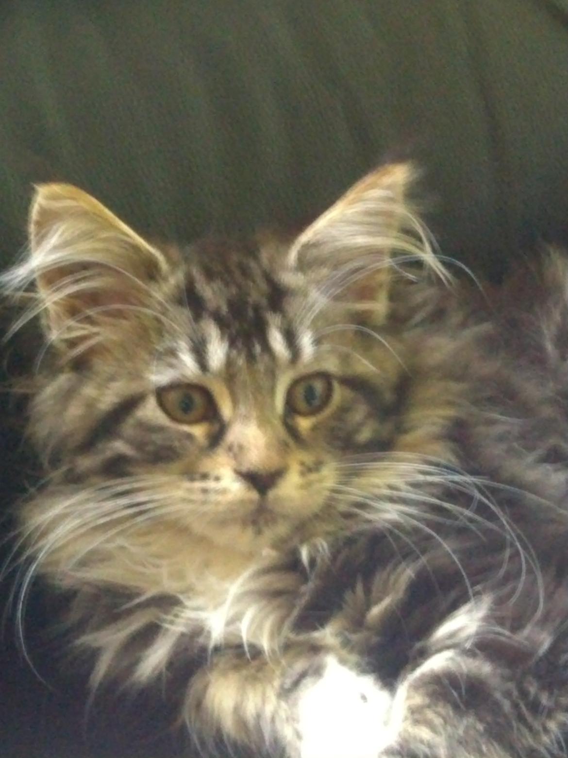 Maine Coon Duchess billede 3